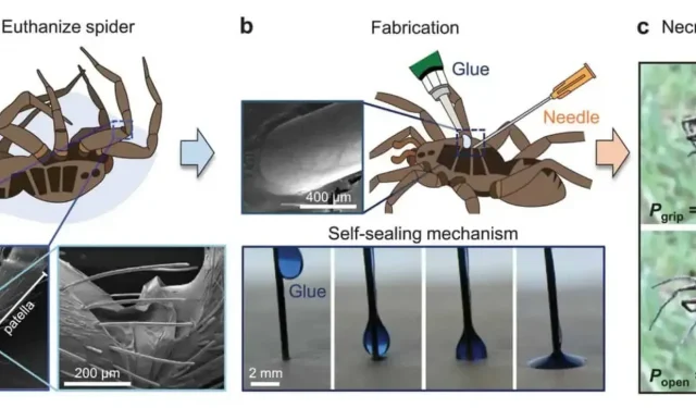 Wissenschaftlern gelingt es, tote Spinnen mit Robotik zu kontrollieren