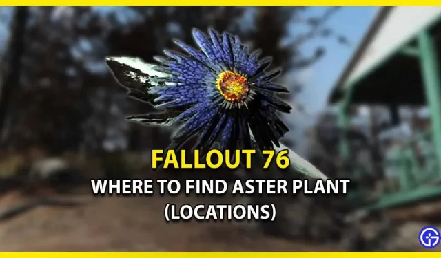 Fallout 76의 Aster 식물: 찾을 수 있는 위치(위치 안내)