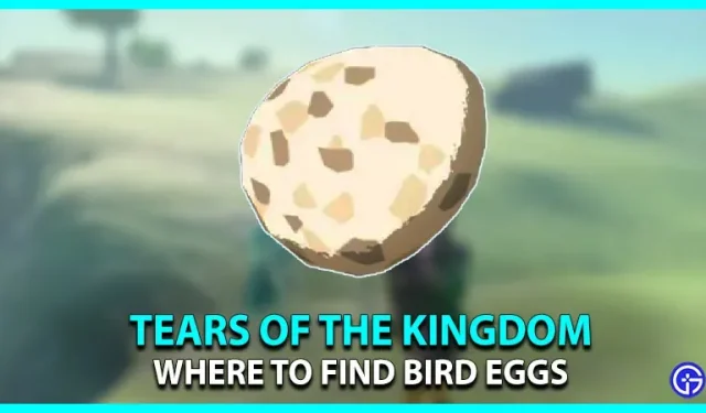 Umístění ptačích vajec Zelda TOTK (průvodce chovem)
