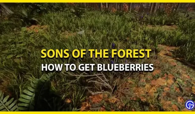 How to find blueberries in Sons of the Forest (location)