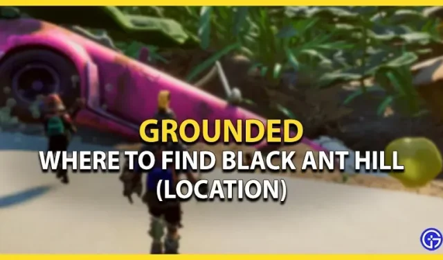 Ubicación del hormiguero negro conectado a tierra