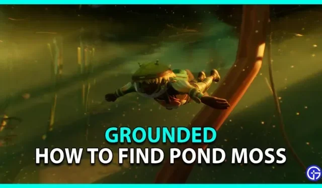 Como encontrar musgo em uma lagoa em Grounded