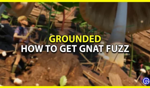 Kā iestādīt odu pūkas uz zemes Grounded