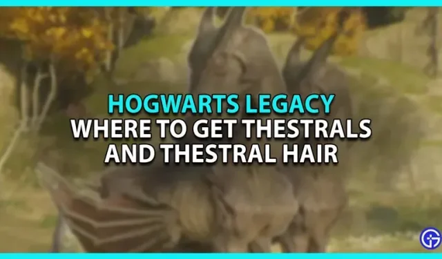 Hvor kan man få Thestrals og Thestral Hair i Hogwarts Legacy (Location Guide)