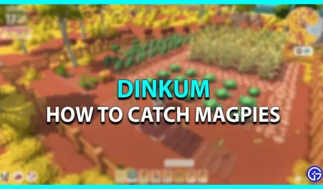 Dinkum: how to catch magpies