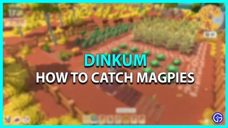 Dinkum: how to catch magpies