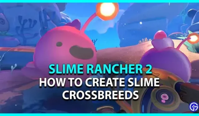 Slime Rancher 2: Comment créer un Slime hybride