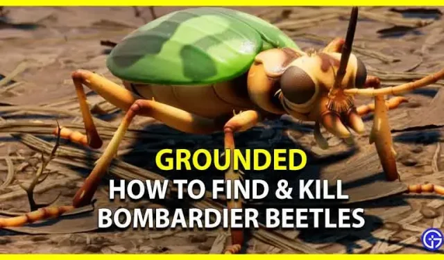 Grounded: Bombardier Beetle을 찾아 죽이는 방법