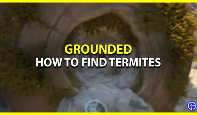 Geaard: hoe termieten te vinden