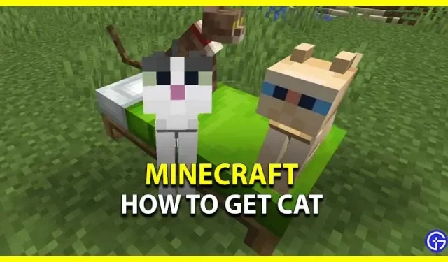 Minecraft: 고양이를 얻는 방법(길들이기 가이드)