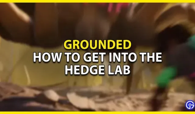 Gids voor Grounded Hedge Lab: hoe u erin kunt komen