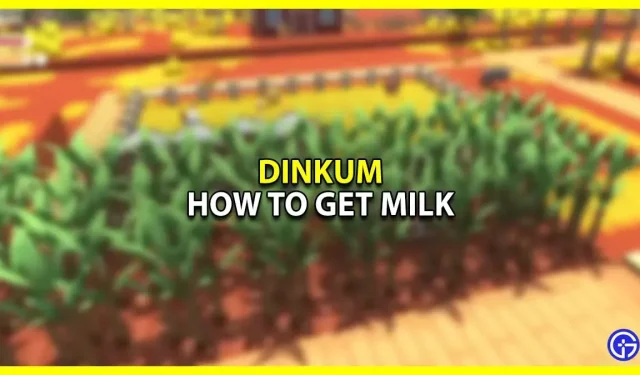 Dinkum: comment obtenir du lait