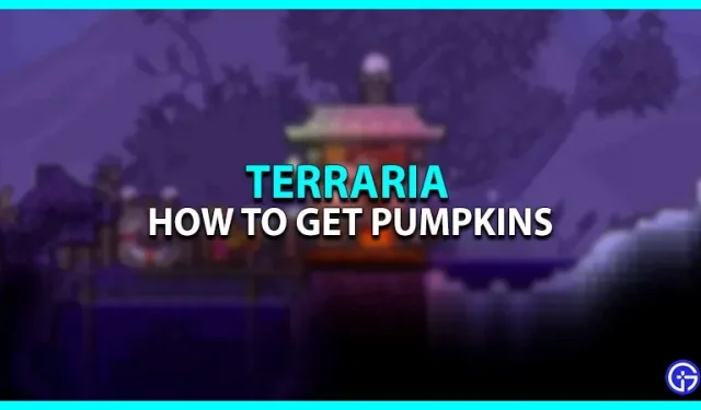 Terraria: kuidas saada kõrvitsat