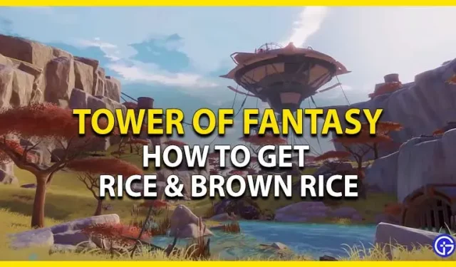 Tower of Fantasy: rijst en bruine rijst krijgen
