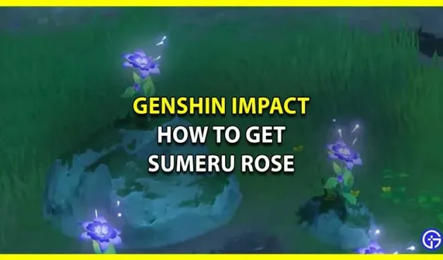 Genshin Impact: Jak zdobyć Sumeru Rose (przewodnik po farmie)