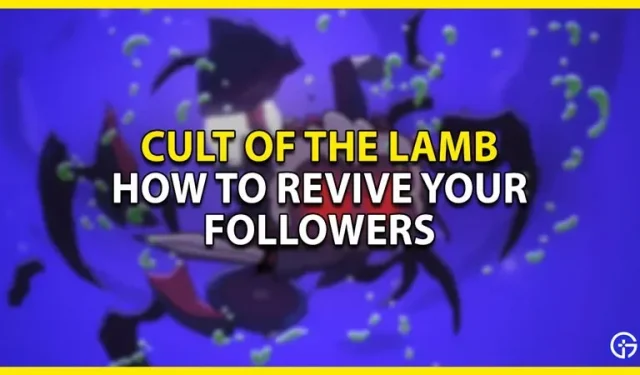 Culte de l’agneau : comment faire revivre vos abonnés