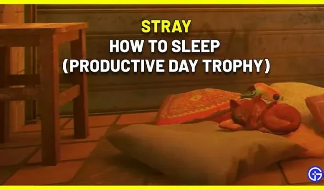 Stray Stray Productive Day : comment faire dormir votre chat une heure