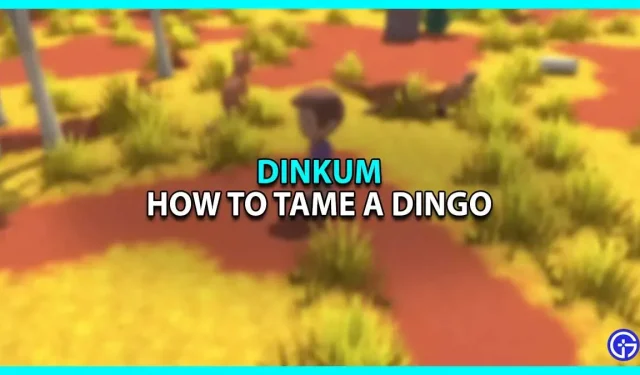 Dinkum: cómo domar a un dingo