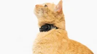 The Bluetooth tracker “Tile for Cats” needs to be updated