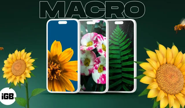 Macro-achtergronden voor iPhone (gratis download)