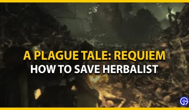 A Plague Tale Requiem: How to Save the Herbalist