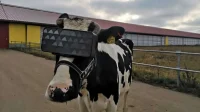 VR helmets for cows stuck indoors in winter