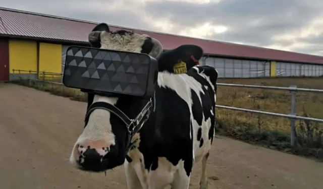 VR-Helme für Kühe, die im Winter im Stall festsitzen