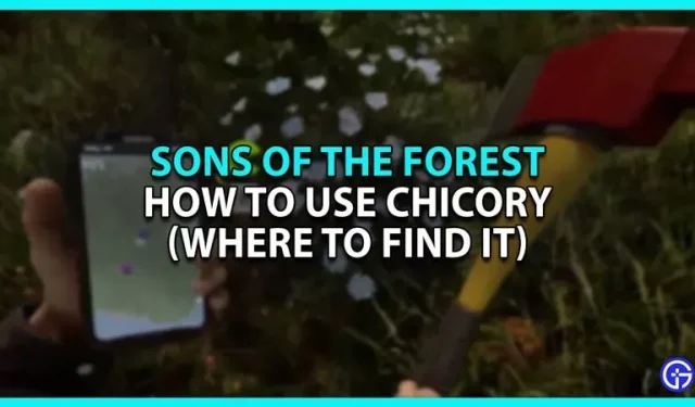 How to use chicory in Sons of the Forest