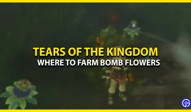 Zelda: Tears of the Kingdom에서 폭탄꽃은 어디에서 재배할 수 있나요?
