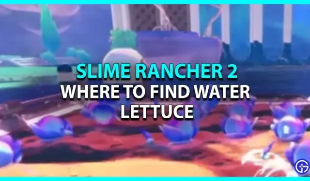 Slime Rancher 2: dónde encontrar ensalada de agua