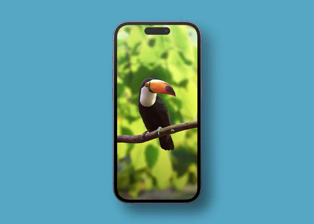 Estetyczna tapeta z ptakiem Toco Tukan na iPhone'a