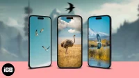 Bird taustakuvat iPhonelle (ilmainen 4k lataus)