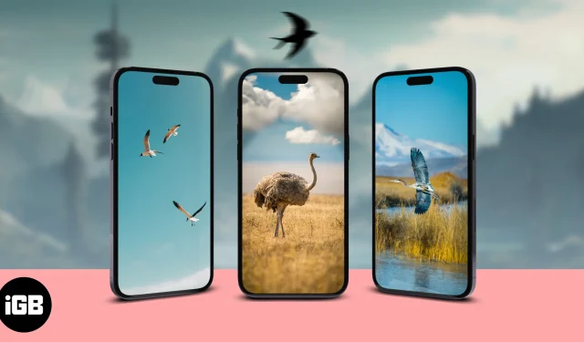 Papéis de parede de pássaros para iPhone (download gratuito em 4k)