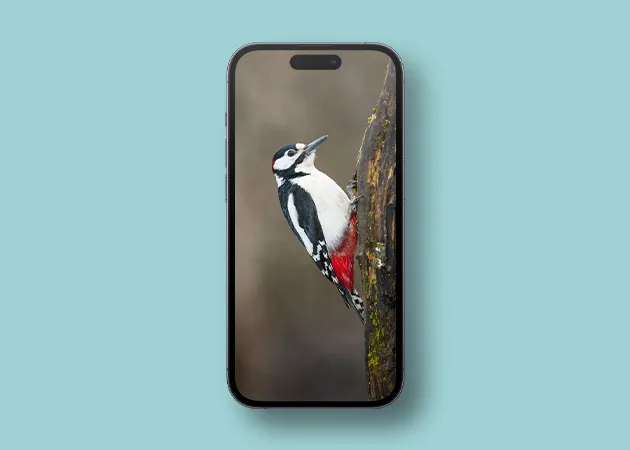 Шпалери для iPhone Cute Woodpecker скачати безкоштовно