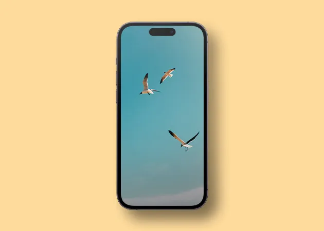 Voando enxame de gaivotas HD iPhone papel de parede
