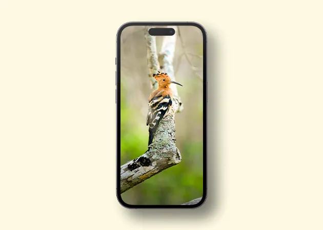 Madagascar Poupa belo pássaro iPhone Papel de parede