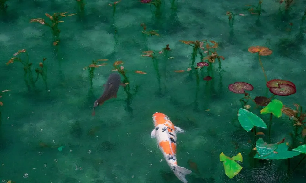 Papier peint Poissons dans un étang