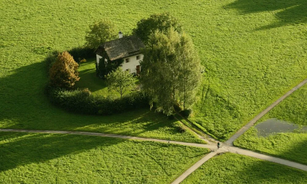 Vieniša trobelė su medžių tapetais