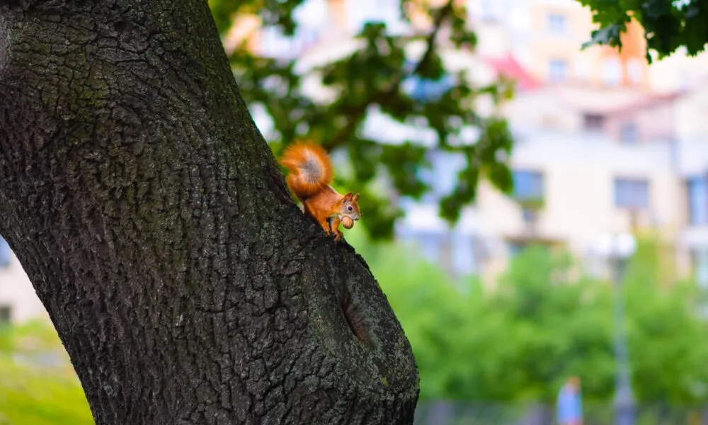 Eichhörnchen mit einer Nusstapete