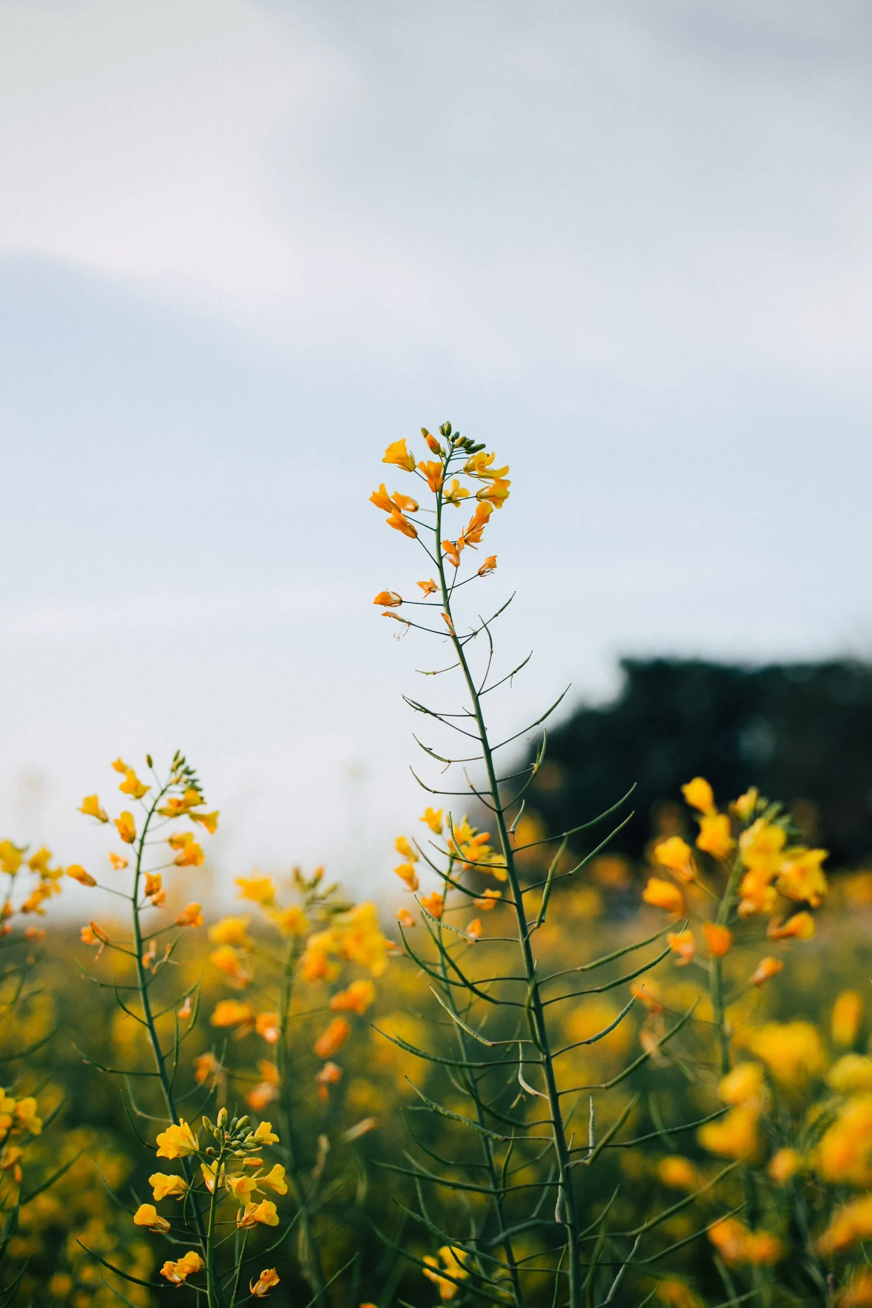 Papier peint fleur jaune